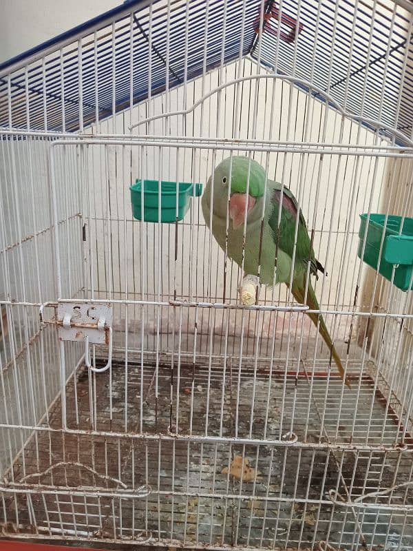 Raw Parrots|Female Raw Parrot|Green Parrots. 2