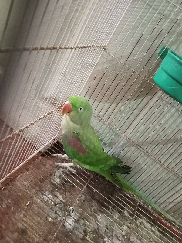 Raw Parrots|Female Raw Parrot|Green Parrots. 3