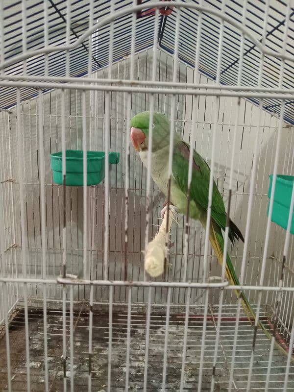 Raw Parrots|Female Raw Parrot|Green Parrots. 4