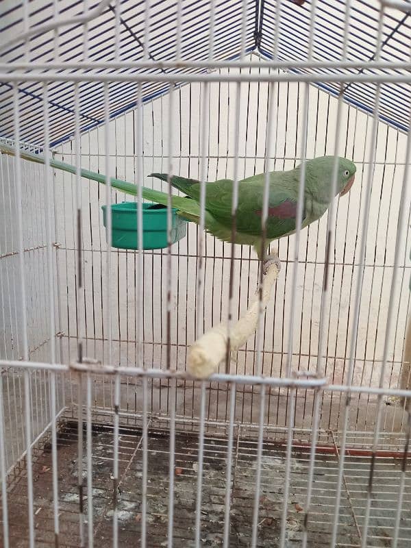 Raw Parrots|Female Raw Parrot|Green Parrots. 5