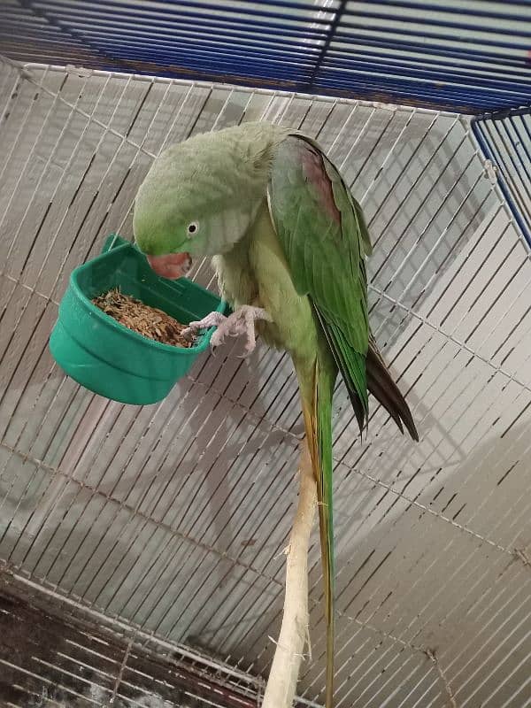 Raw Parrots|Female Raw Parrot|Green Parrots. 6