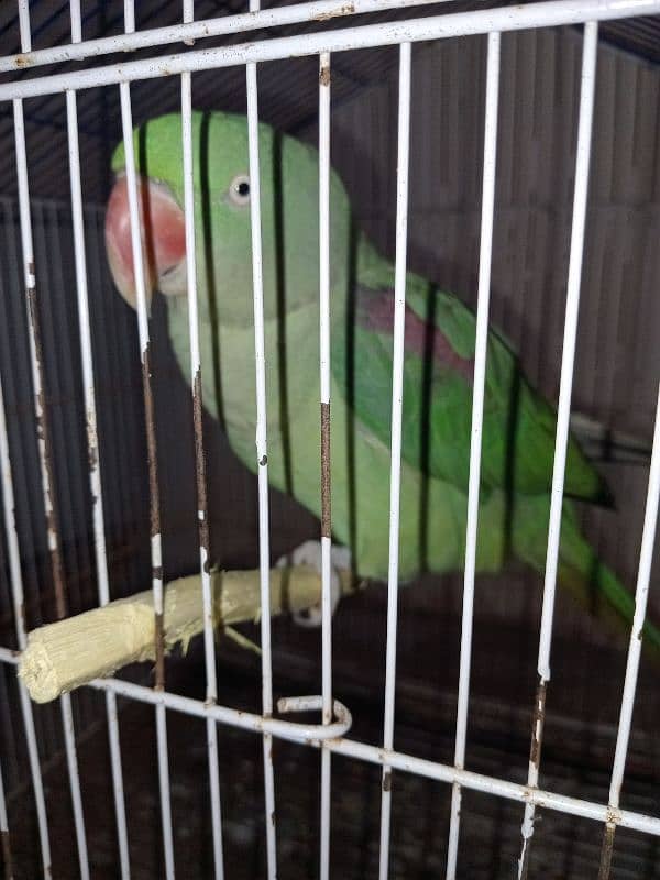 Raw Parrots|Female Raw Parrot|Green Parrots. 7