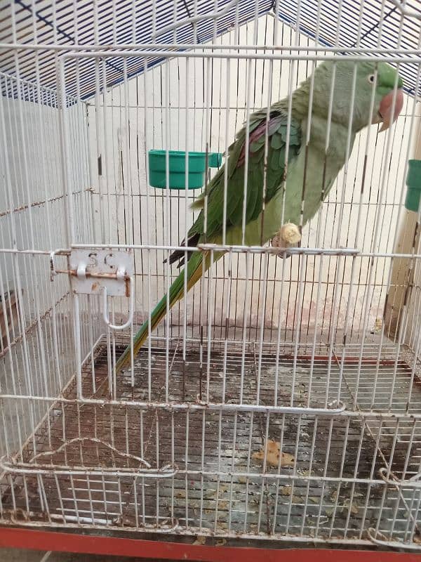 Raw Parrots|Female Raw Parrot|Green Parrots. 8