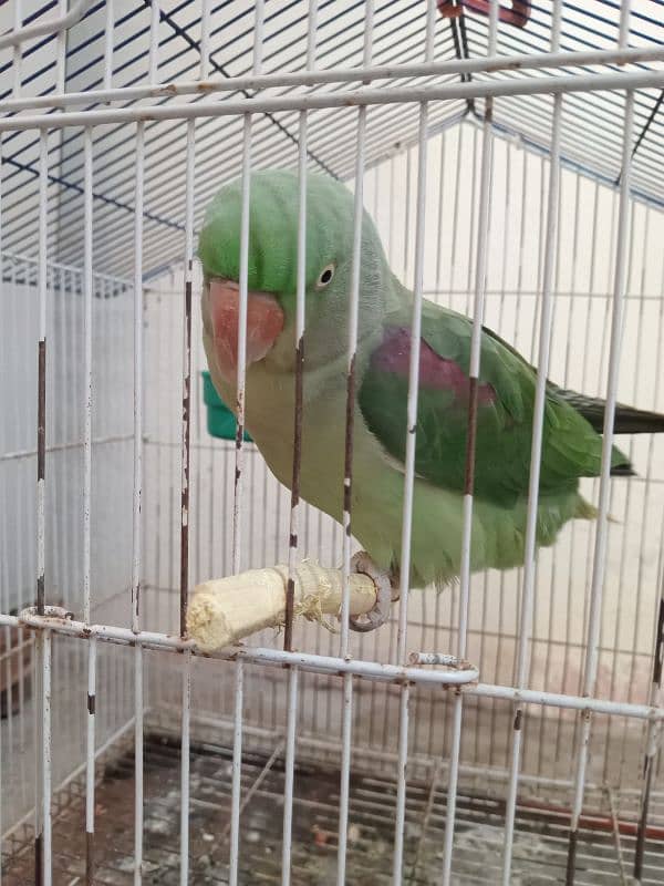 Raw Parrots|Female Raw Parrot|Green Parrots. 9