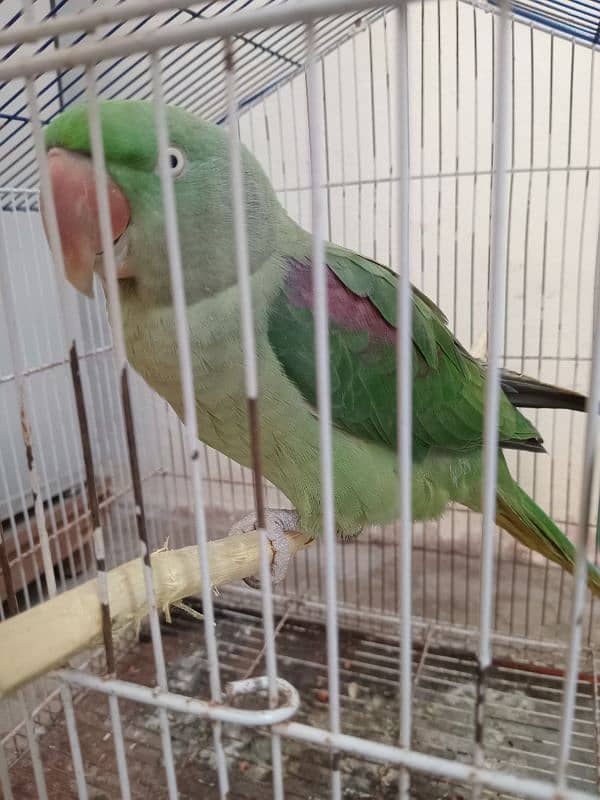 Raw Parrots|Female Raw Parrot|Green Parrots. 10