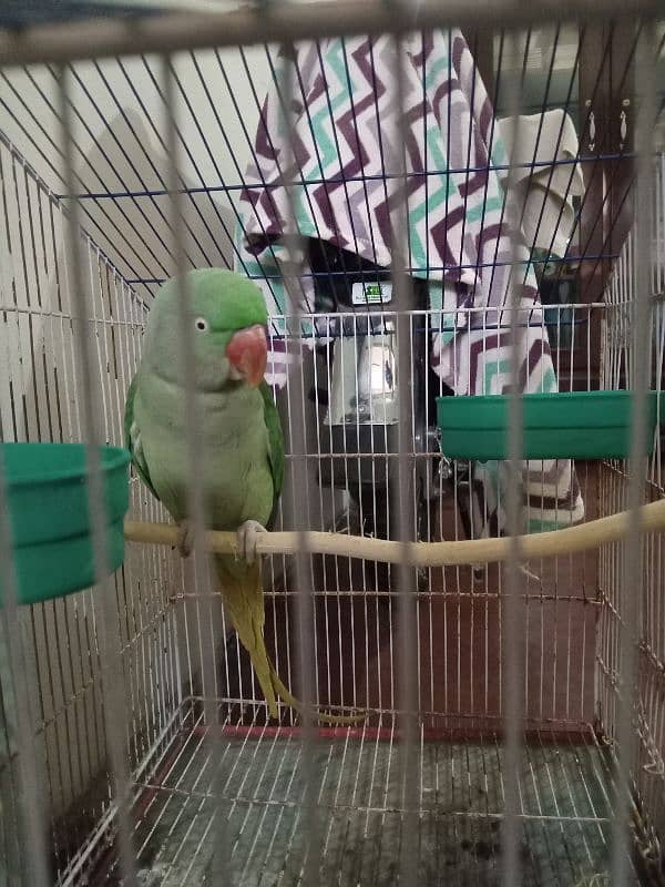 Raw Parrots|Female Raw Parrot|Green Parrots. 11