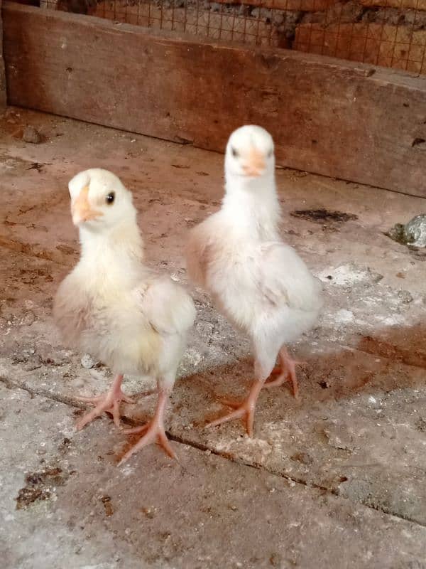 Heera chicks 1