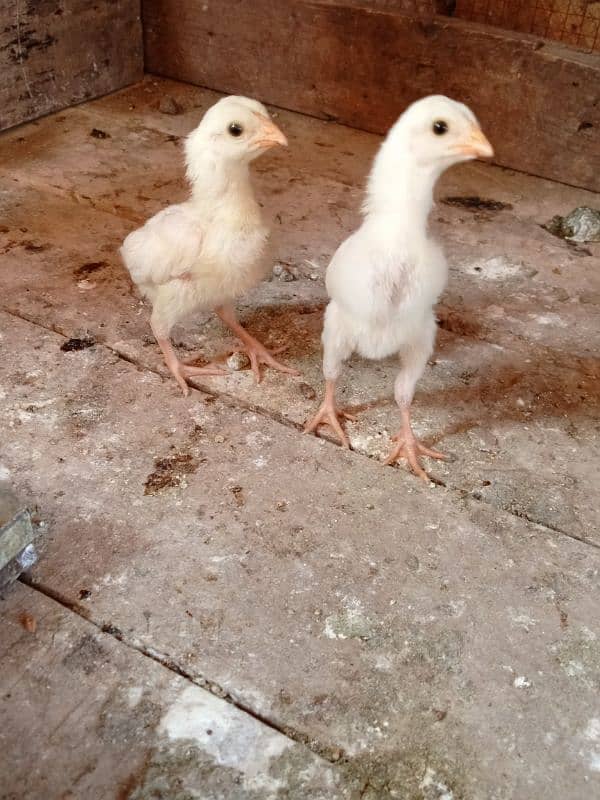 Heera chicks 2