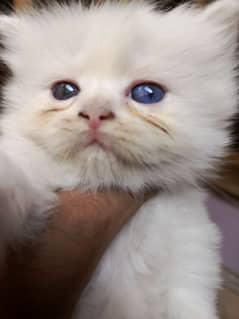 triple code Old eyes Persian kitten