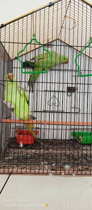 Ring neck male parrot for Sale 1