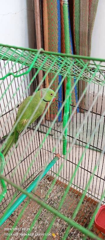 Ring neck male parrot for Sale 2