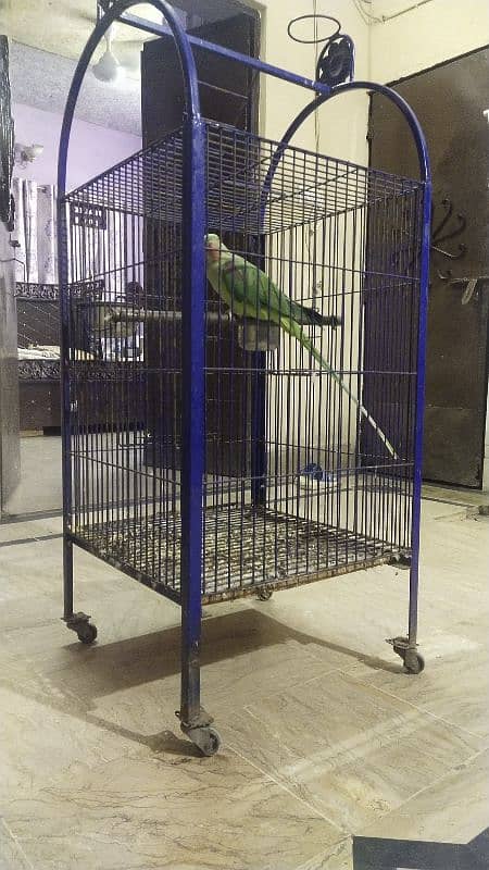 talkative Raw female adult with wheels cage 10