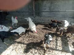 Aseel hen for sale