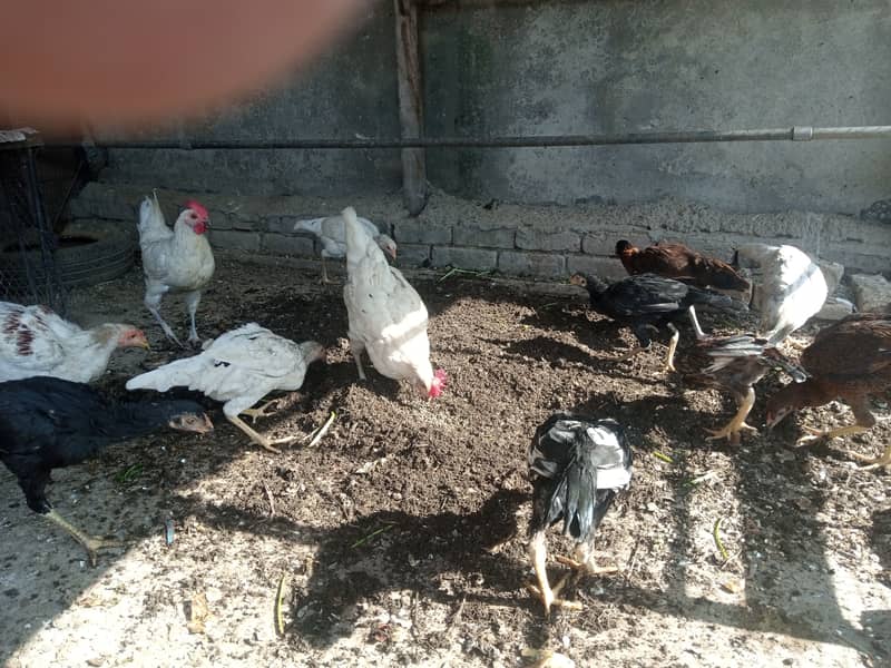 Aseel hen for sale 0