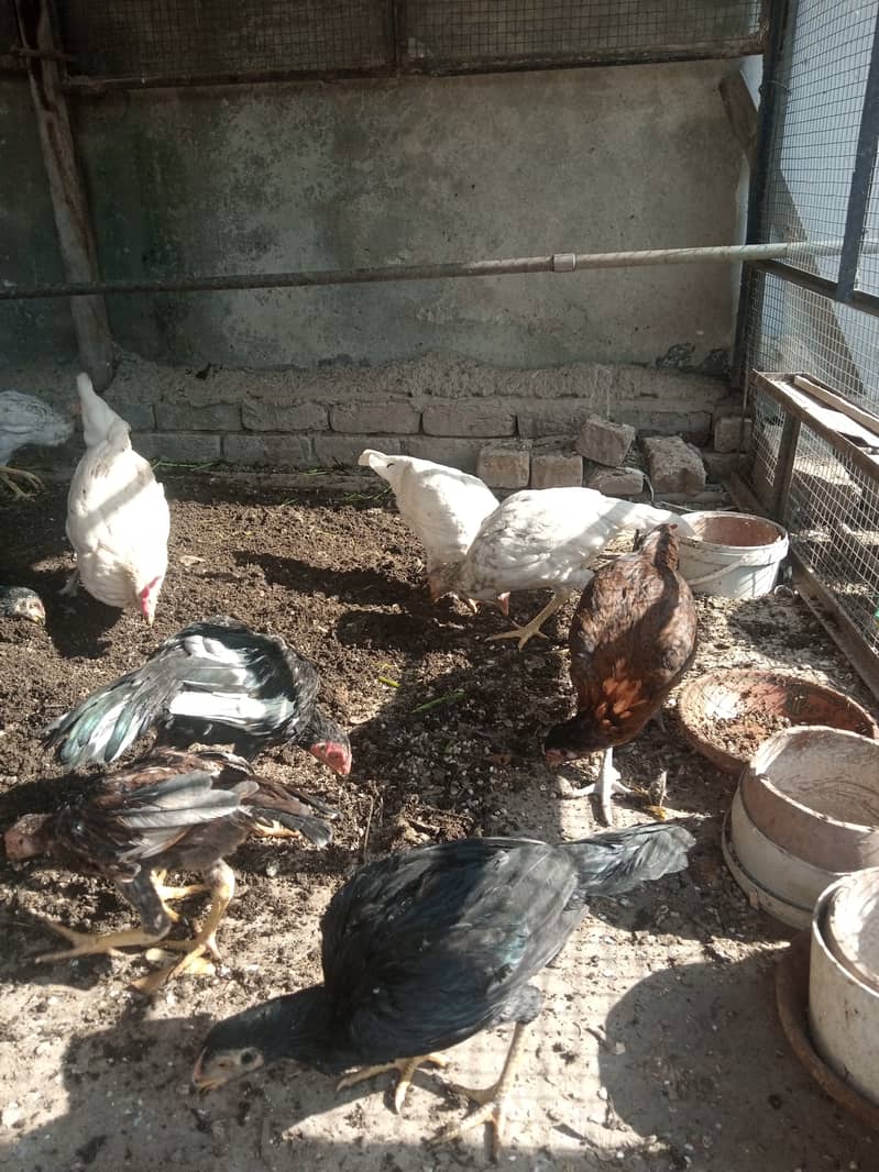 Aseel hen for sale 1