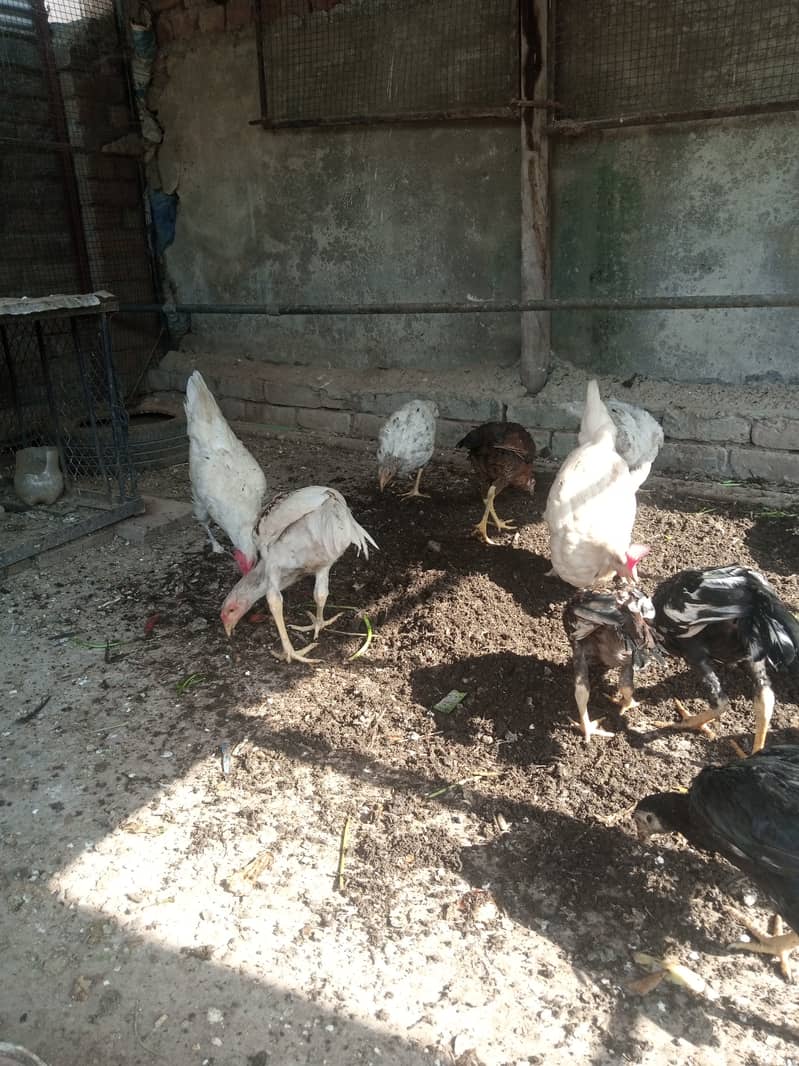 Aseel hen for sale 2