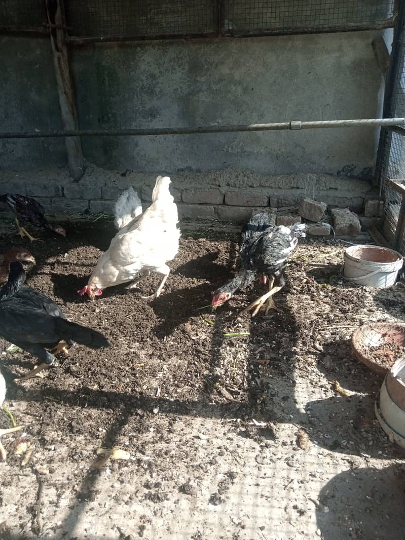 Aseel hen for sale 3