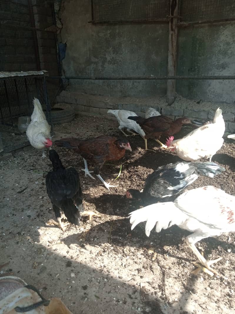 Aseel hen for sale 4