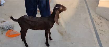 Selling Female Goat Age 5 Months