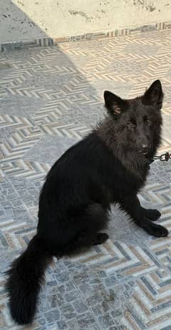 black German shepherd