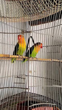 love birds breeder pair