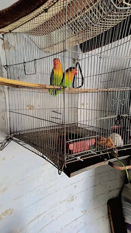 love birds breeder pair 1