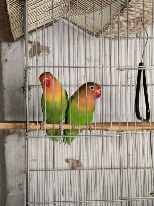 love birds breeder pair 2