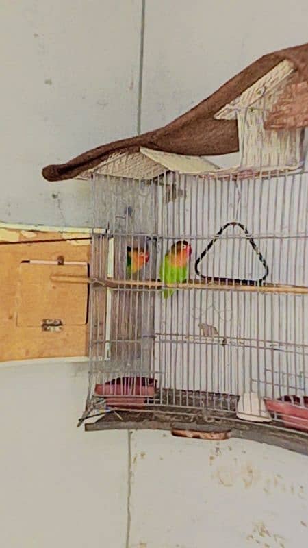 love birds breeder pair 3