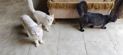 persian cats