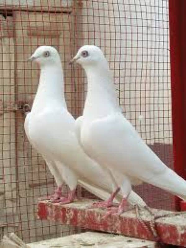 pigeon white eyes kaboter 2