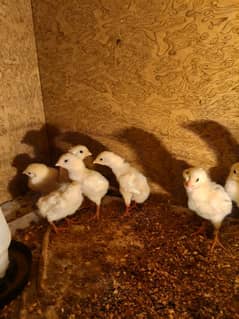 White O Shamo /Aseel pathy /king size/ shamo chicks/high Quality shamo