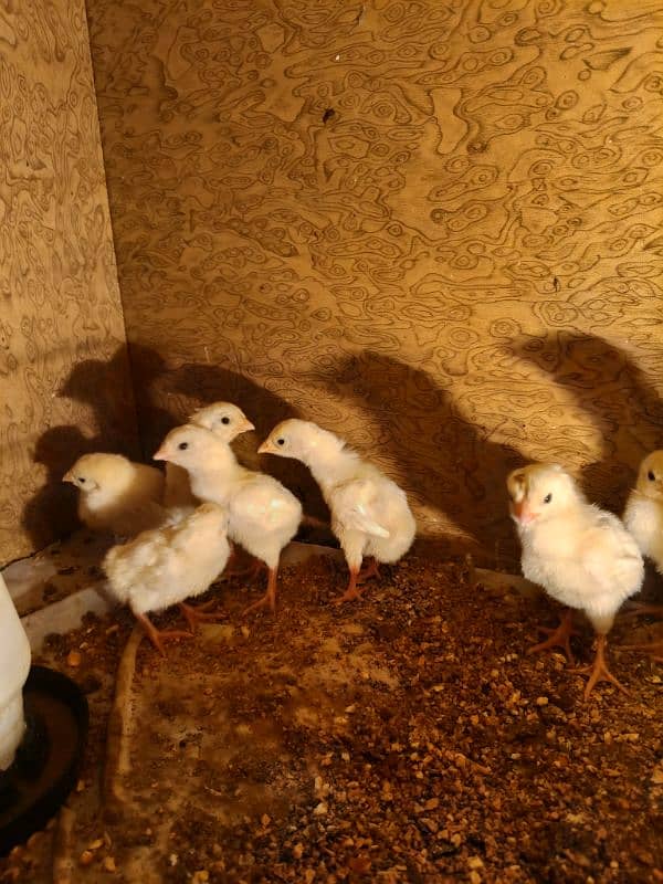 White O Shamo /Aseel pathy /king size/ shamo chicks/high Quality shamo 3