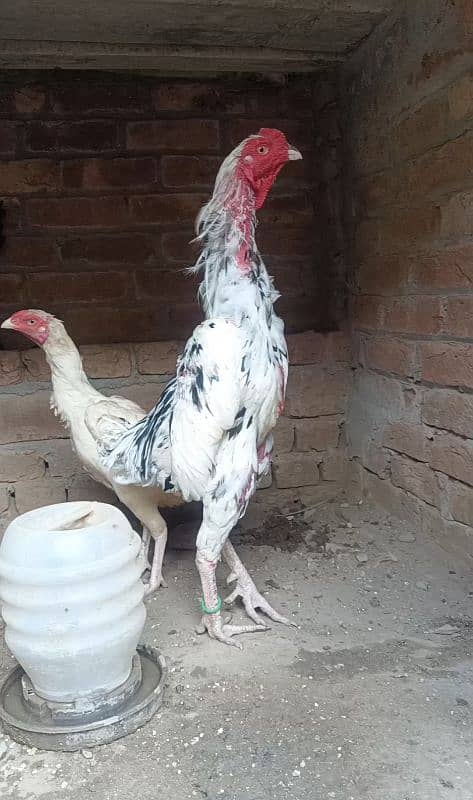 White O Shamo /Aseel pathy /king size/ shamo chicks/high Quality shamo 16