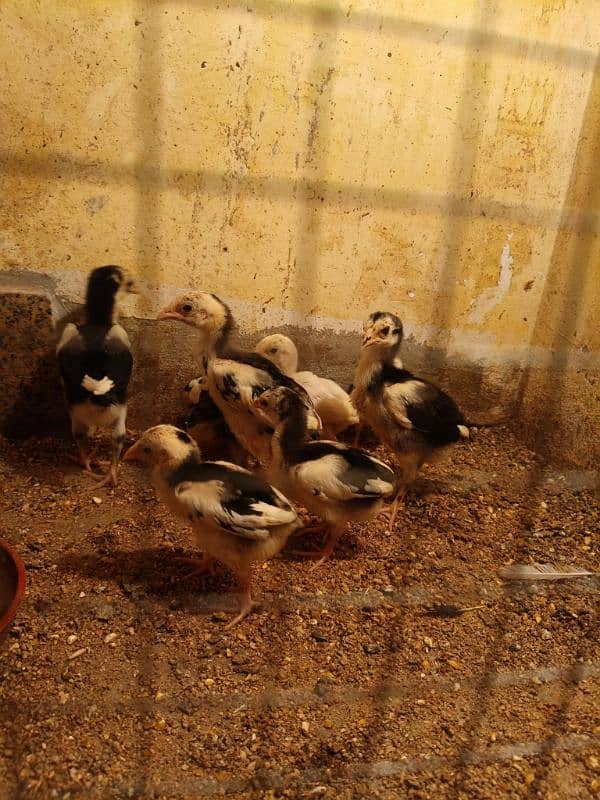 White O Shamo /Aseel pathy /king size/ shamo chicks/high Quality shamo 5