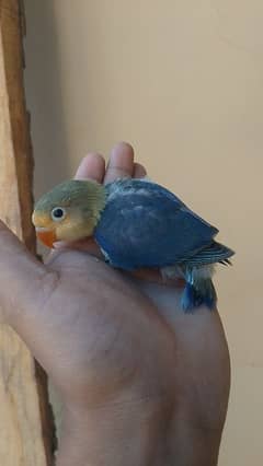 violet parblue or gray java or love bird pair for sale ready full ad