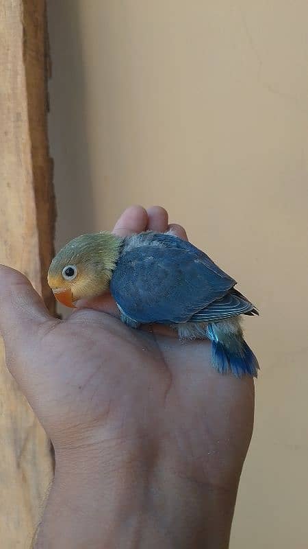 violet parblue or gray java or love bird pair for sale ready full ad 1