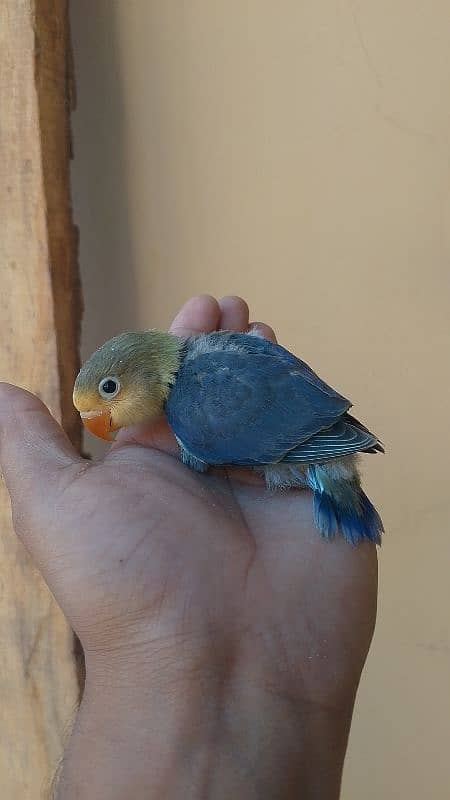 violet parblue or gray java or love bird pair for sale ready full ad 15