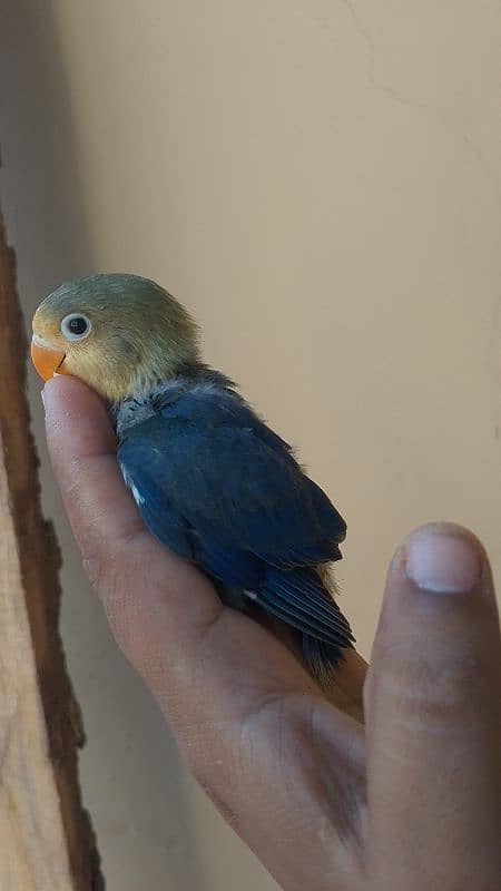 violet parblue or gray java or love bird pair for sale ready full ad 16