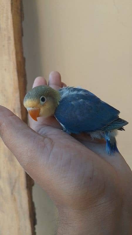 violet parblue or gray java or love bird pair for sale ready full ad 17