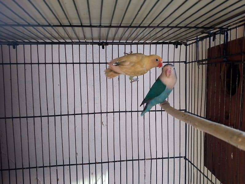 violet parblue or gray java or love bird pair for sale ready full ad 18