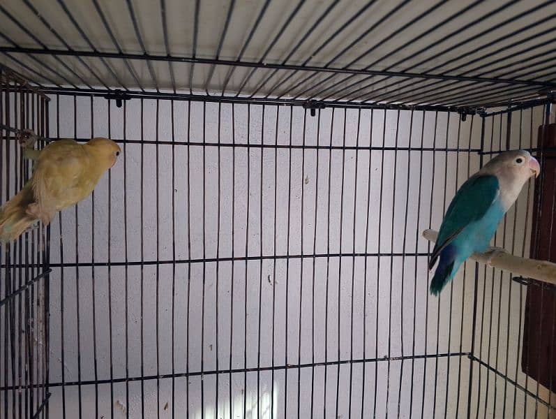 violet parblue or gray java or love bird pair for sale ready full ad 19