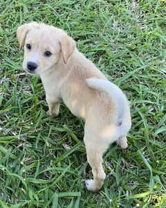 Labrador puppy