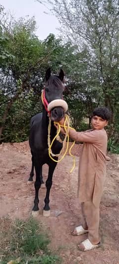 black horse for sale beautiful colour urgent for sale