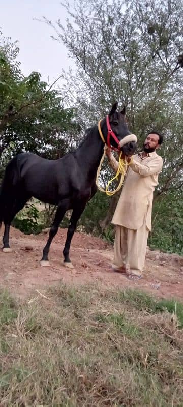 black horse for sale beautiful colour urgent for sale 1