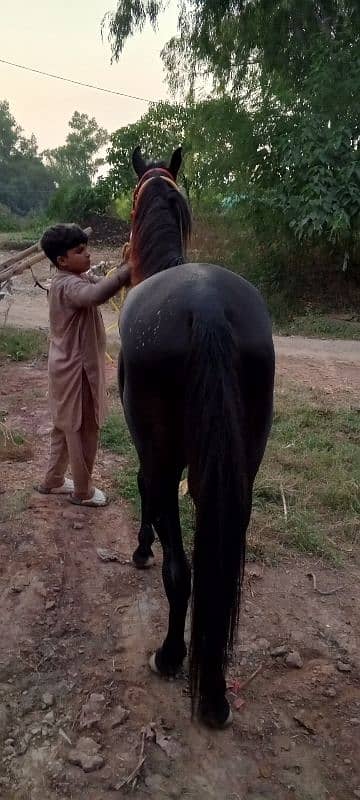 black horse for sale beautiful colour urgent for sale 2