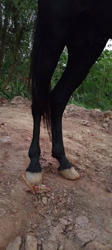 black horse for sale beautiful colour urgent for sale 4