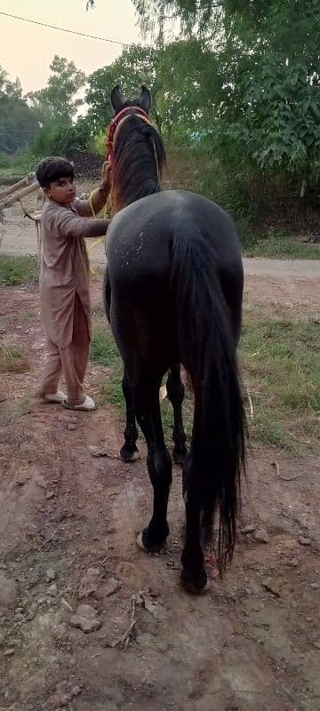 black horse for sale beautiful colour urgent for sale 5