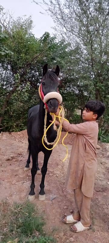 black horse for sale beautiful colour urgent for sale 6