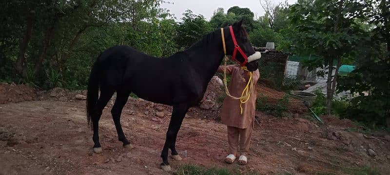 black horse for sale beautiful colour urgent for sale 7