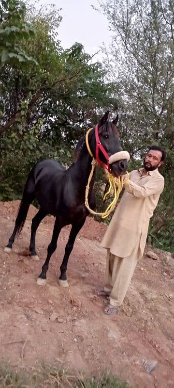 black horse for sale beautiful colour urgent for sale 8